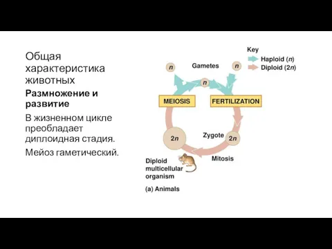 Общая характеристика животных Размножение и развитие В жизненном цикле преобладает диплоидная стадия. Мейоз гаметический.