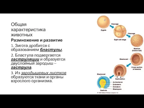 Общая характеристика животных Размножение и развитие 1. Зигота дробится с