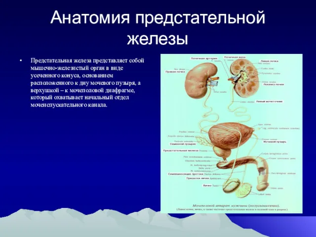 Анатомия предстательной железы Предстательная железа представляет собой мышечно-железистый орган в