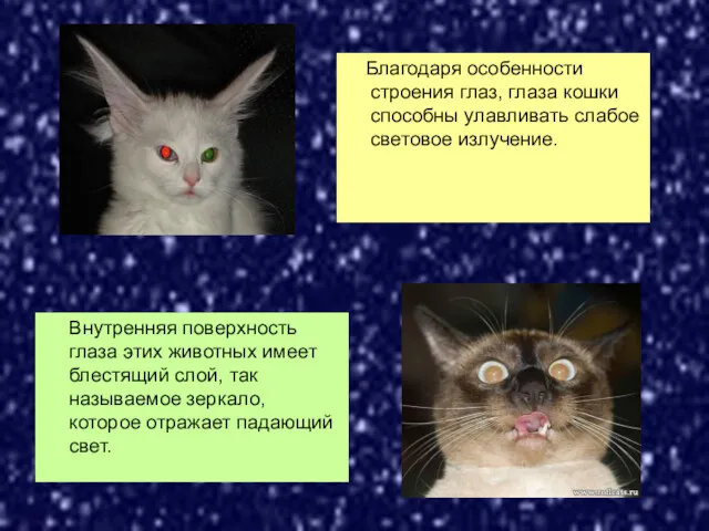 Благодаря особенности строения глаз, глаза кошки способны улавливать слабое световое