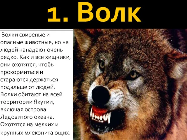 1. Волк Волки свирепые и опасные животные, но на людей нападают очень редко.