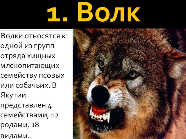 1. Волк Волки относятся к одной из групп отряда хищных