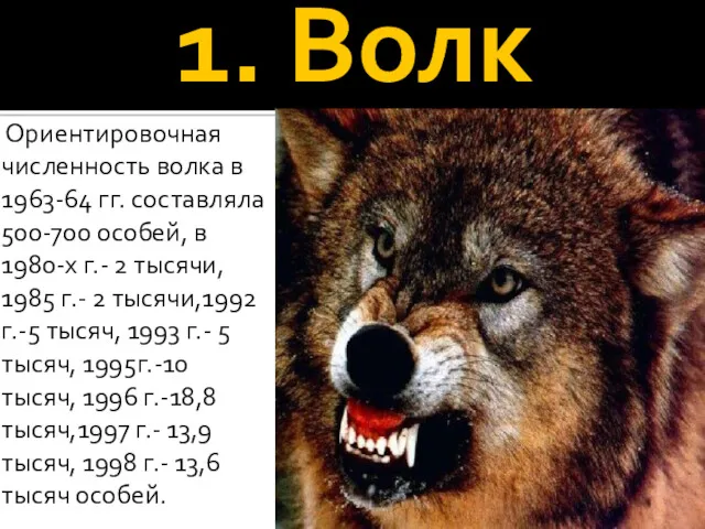 1. Волк Ориентировочная численность волка в 1963-64 гг. составляла 500-700 особей, в 1980-х