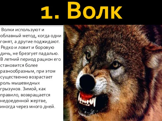1. Волк Волки используют и облавный метод, когда одни гонят, а другие поджидают.