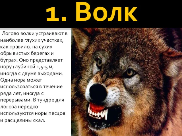 1. Волк Логово волки устраивают в наиболее глухих участках, как правило, на сухих