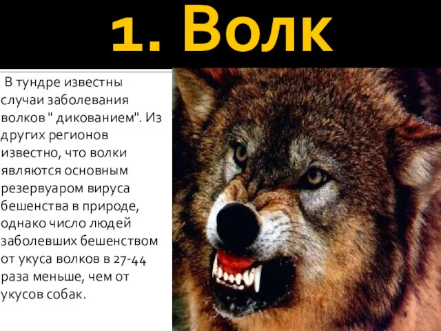 1. Волк В тундре известны случаи заболевания волков " дикованием". Из других регионов