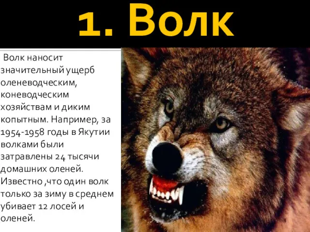 1. Волк Волк наносит значительный ущерб оленеводческим, коневодческим хозяйствам и диким копытным. Например,