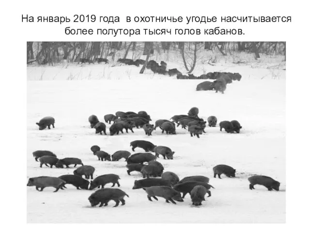 На январь 2019 года в охотничье угодье насчитывается более полутора тысяч голов кабанов.