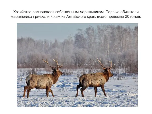 Хозяйство располагает собственным маральником. Первые обитатели маральника приехали к нам