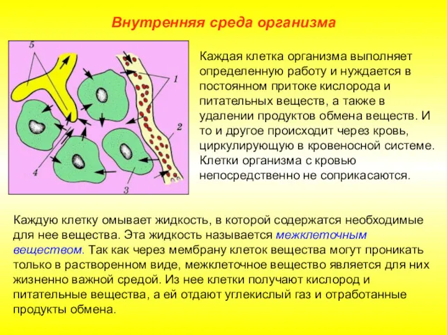 Внутренняя среда организма Каждая клетка организма выполняет определенную работу и нуждается в постоянном