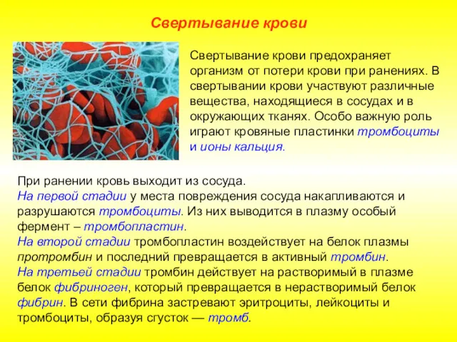 Свертывание крови При ранении кровь выходит из сосуда. На первой стадии у места