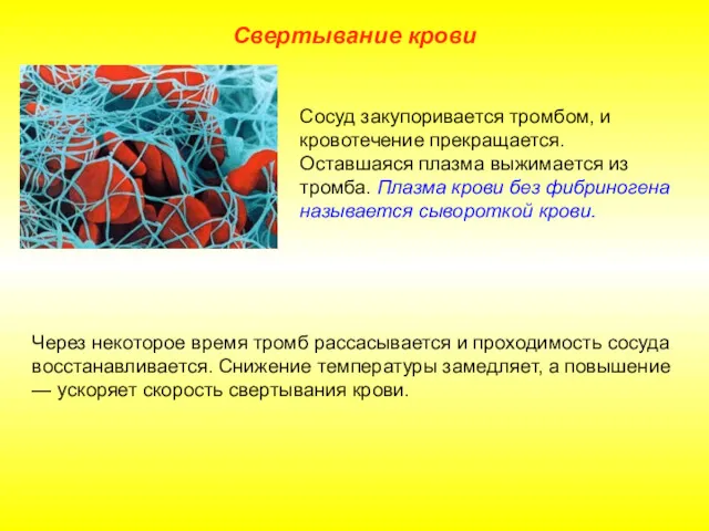 Свертывание крови Через некоторое время тромб рассасывается и проходимость сосуда