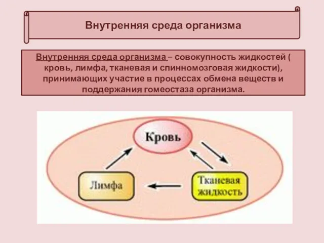 Внутренняя среда организма Внутренняя среда организма – совокупность жидкостей (