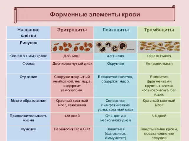 Форменные элементы крови