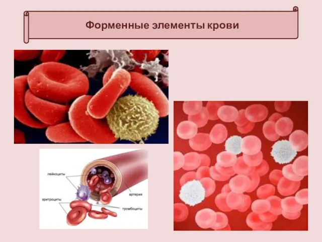 Форменные элементы крови