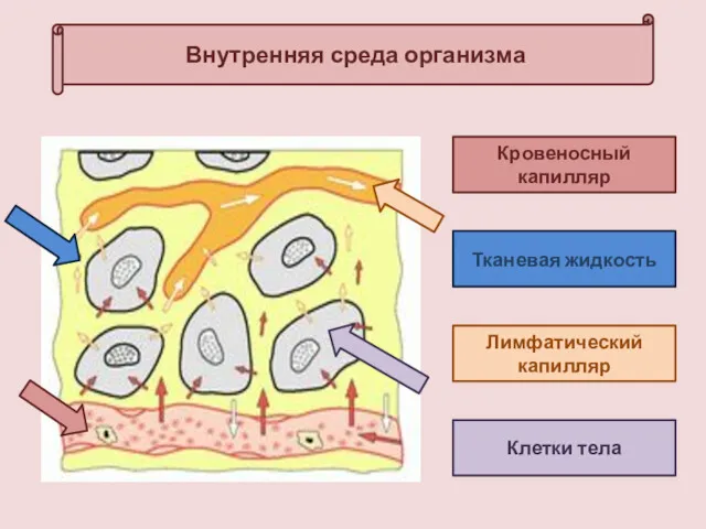 Внутренняя среда организма Кровеносный капилляр Лимфатический капилляр Тканевая жидкость Клетки тела