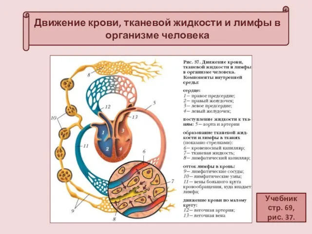 Движение крови, тканевой жидкости и лимфы в организме человека Учебник стр. 69, рис. 37.