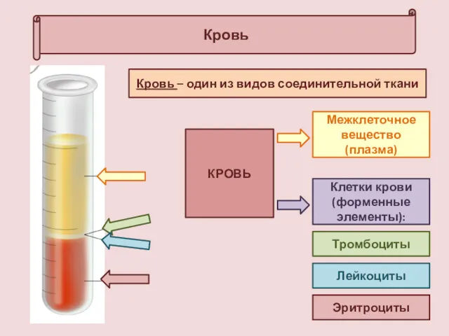 Кровь Кровь – один из видов соединительной ткани КРОВЬ Межклеточное