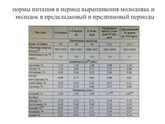 нормы питания в период выращивания молодняка и молодок в предкладковый и предпиковый периоды