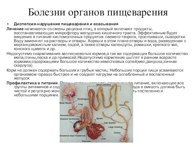 Болезни органов пищеварения Диспепсия-нарушение пищеварения и всасывания Лечение начинается со