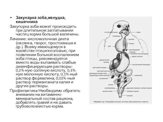 Закупарка зоба,желудка,кишечника Закупорка зоба может происходить при длительном заглатывании частиц