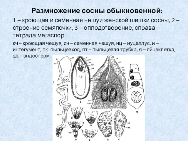 Размножение сосны обыкновенной: 1 – кроющая и семенная чешуи женской шишки сосны, 2