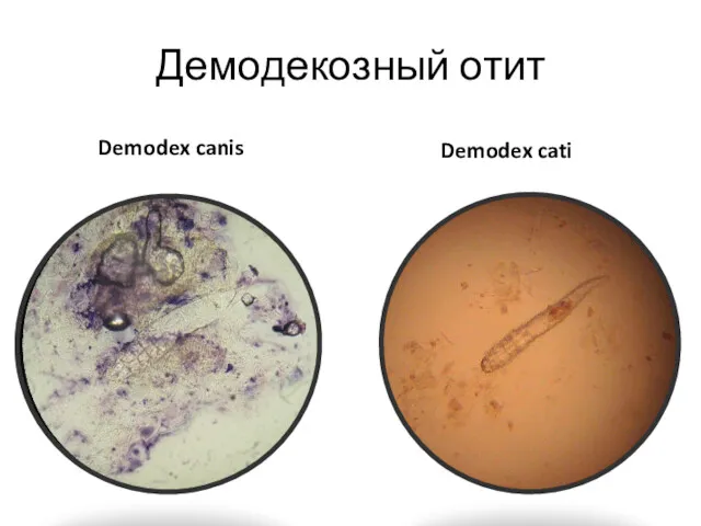 Демодекозный отит Demodex canis Demodex cati