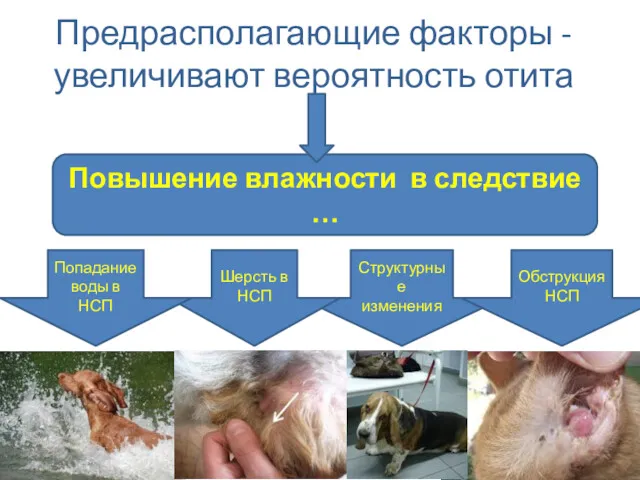 Предрасполагающие факторы -увеличивают вероятность отита Повышение влажности в следствие …