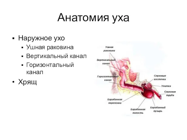 Анатомия уха Наружное ухо Ушная раковина Вертикальный канал Горизонтальный канал Хрящ