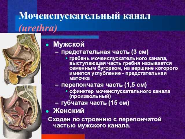 Мочеиспускательный канал (urethra) Мужской предстательная часть (3 см) гребень мочеиспускательного