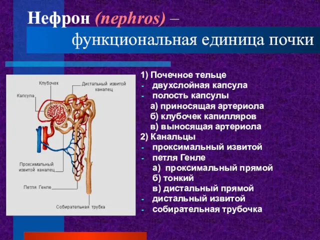 Нефрон (nephros) – функциональная единица почки 1) Почечное тельце двухслойная