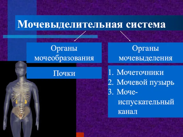 Мочевыделительная система Органы мочеобразования Органы мочевыделения Почки Мочеточники Мочевой пузырь Моче- испускательный канал