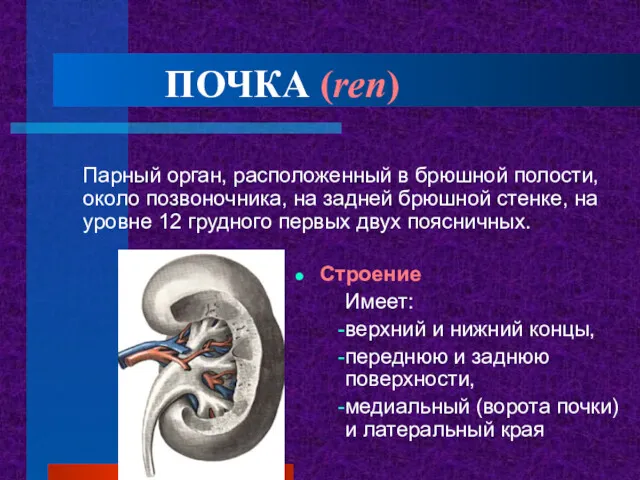 ПОЧКА (ren) Парный орган, расположенный в брюшной полости, около позвоночника,