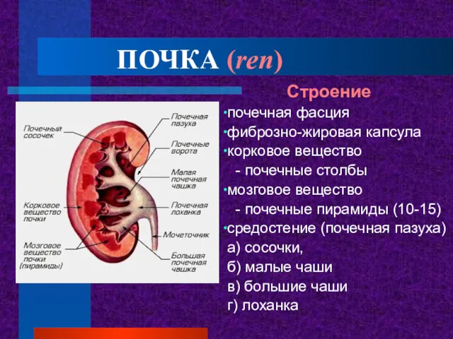 ПОЧКА (ren) Строение почечная фасция фиброзно-жировая капсула корковое вещество -