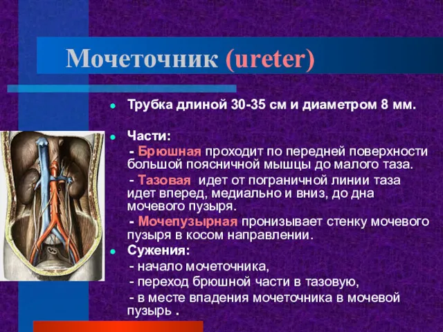 Мочеточник (ureter) Трубка длиной 30-35 см и диаметром 8 мм.