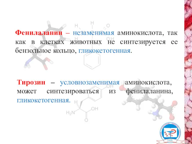 Фенилаланин – незаменимая аминокислота, так как в клетках животных не