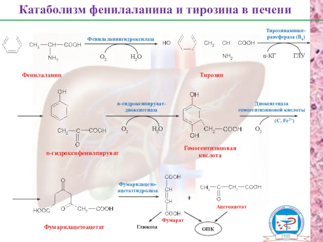 Фенилаланин Тирозин n-гидроксифенилпируват Гомогентизиновая кислота Фумарилацетоацетат Фумарат Ацетоацетат Катаболизм фенилаланина