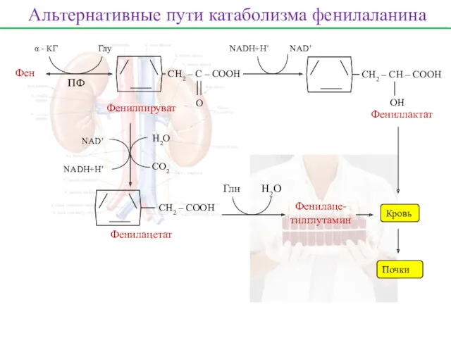 Фен ПФ α - КГ Глу СН2 – С –