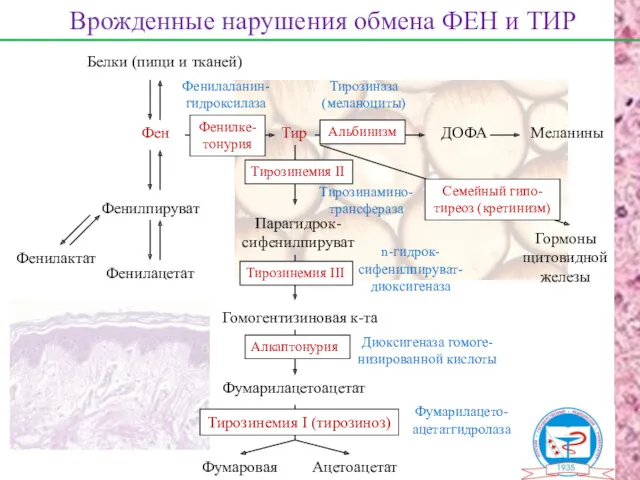 Белки (пищи и тканей) Фен Врожденные нарушения обмена ФЕН и