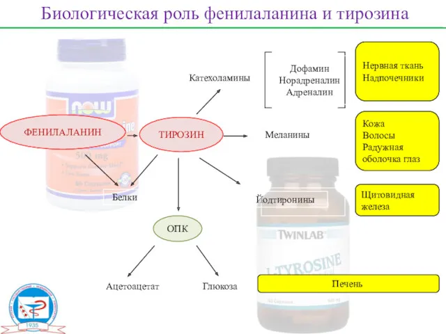 ФЕНИЛАЛАНИН ТИРОЗИН ОПК Белки Ацетоацетат Глюкоза Катехоламины Меланины Йодтиронины Дофамин