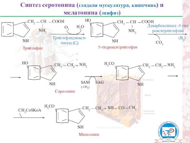 Синтез серотонина (гладкая мускулатура, кишечник) и мелатонина (эпифиз) Триптофан NН