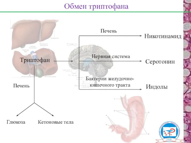 Обмен триптофана Триптофан Печень Никотинамид Серотонин Индолы Нервная система Бактерии