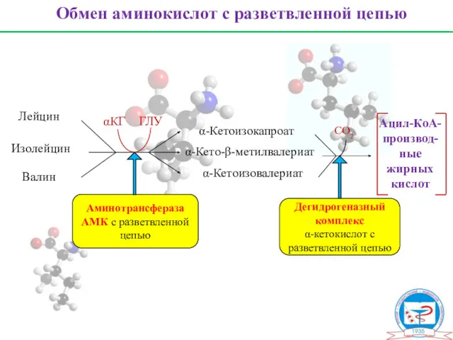 Обмен аминокислот с разветвленной цепью Лейцин Изолейцин Валин α-Кетоизокапроат α-Кето-β-метилвалериат