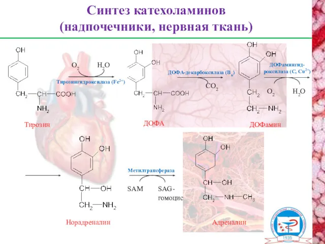 Тирозингидроксилаза (Fe2+) Адреналин Норадреналин Синтез катехоламинов (надпочечники, нервная ткань) О2