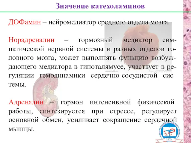 Значение катехоламинов ДОФамин – нейромедиатор среднего отдела мозга. Норадреналин –