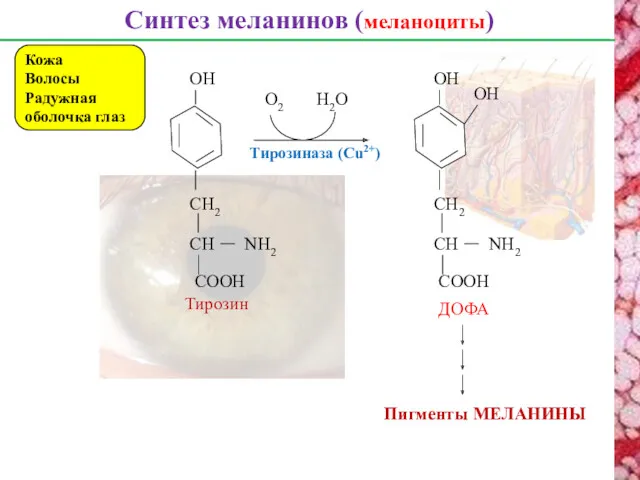 Синтез меланинов (меланоциты) Кожа Волосы Радужная оболочка глаз CH CH2