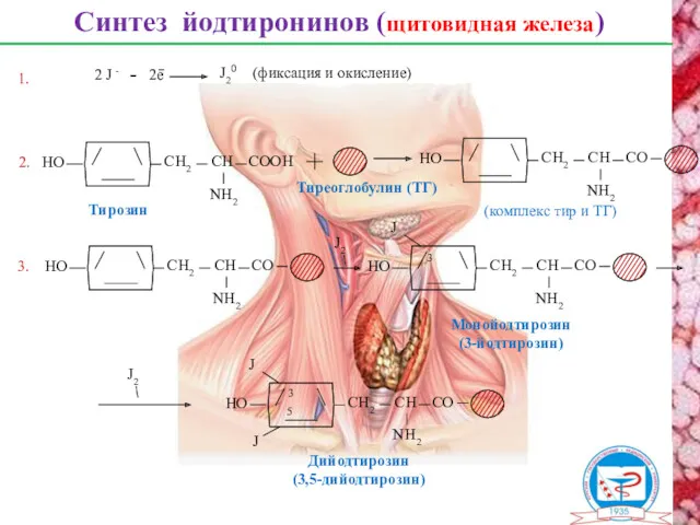 Синтез йодтиронинов (щитовидная железа) Тиреоглобулин (ТГ) 2. Тирозин 2 J