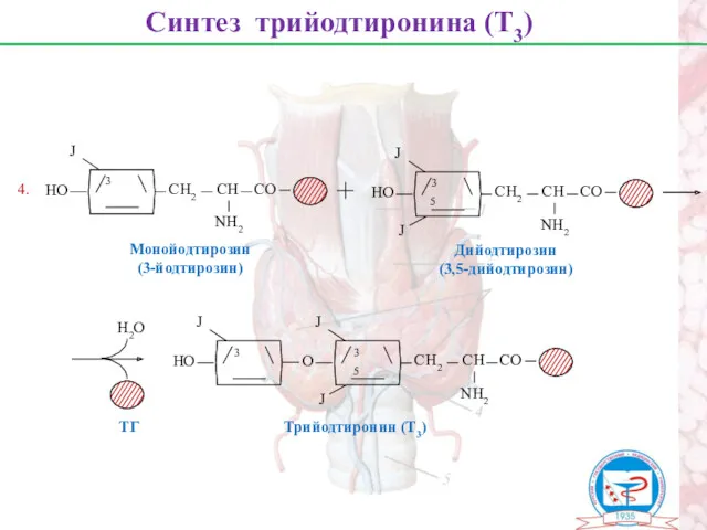 Синтез трийодтиронина (Т3) Монойодтирозин (3-йодтирозин) Дийодтирозин (3,5-дийодтирозин) Н2О ТГ 4.