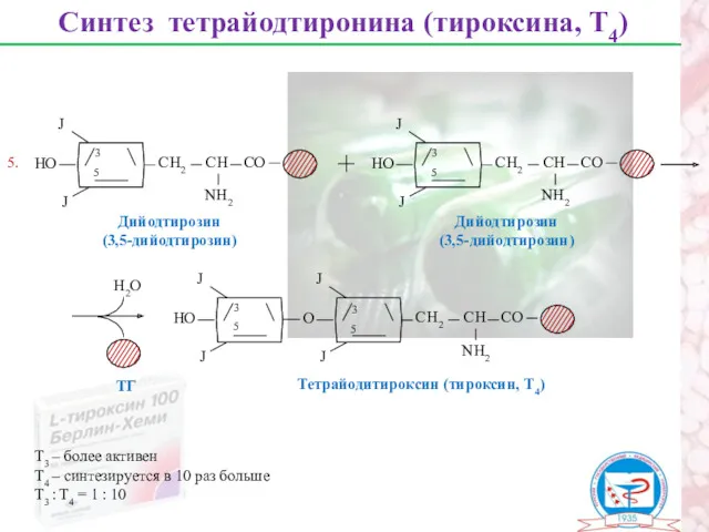 Синтез тетрайодтиронина (тироксина, Т4) Дийодтирозин (3,5-дийодтирозин) 3 5 Дийодтирозин (3,5-дийодтирозин)