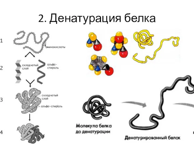 2. Денатурация белка